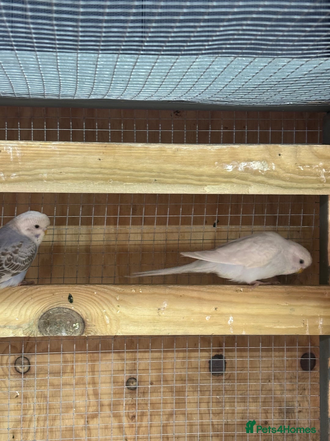 Budgerigars birds for sale: Mixed budgies and young cockatiel - Image 4