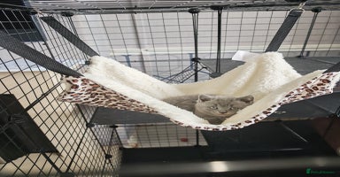 British Shorthair cats in Crewe - Advert 1