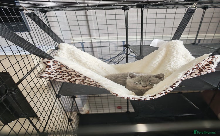 British Shorthair cats in Crewe - Advert 1