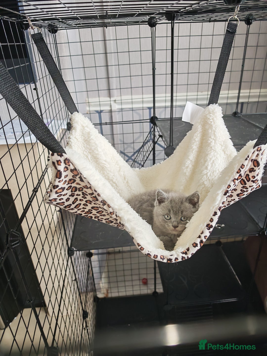 British Shorthair cats for sale: British shorthair 1 male left!!  in Crewe - Image 3