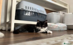 Domestic Shorthair cats for sale: Cute kittens for sale - Image 15