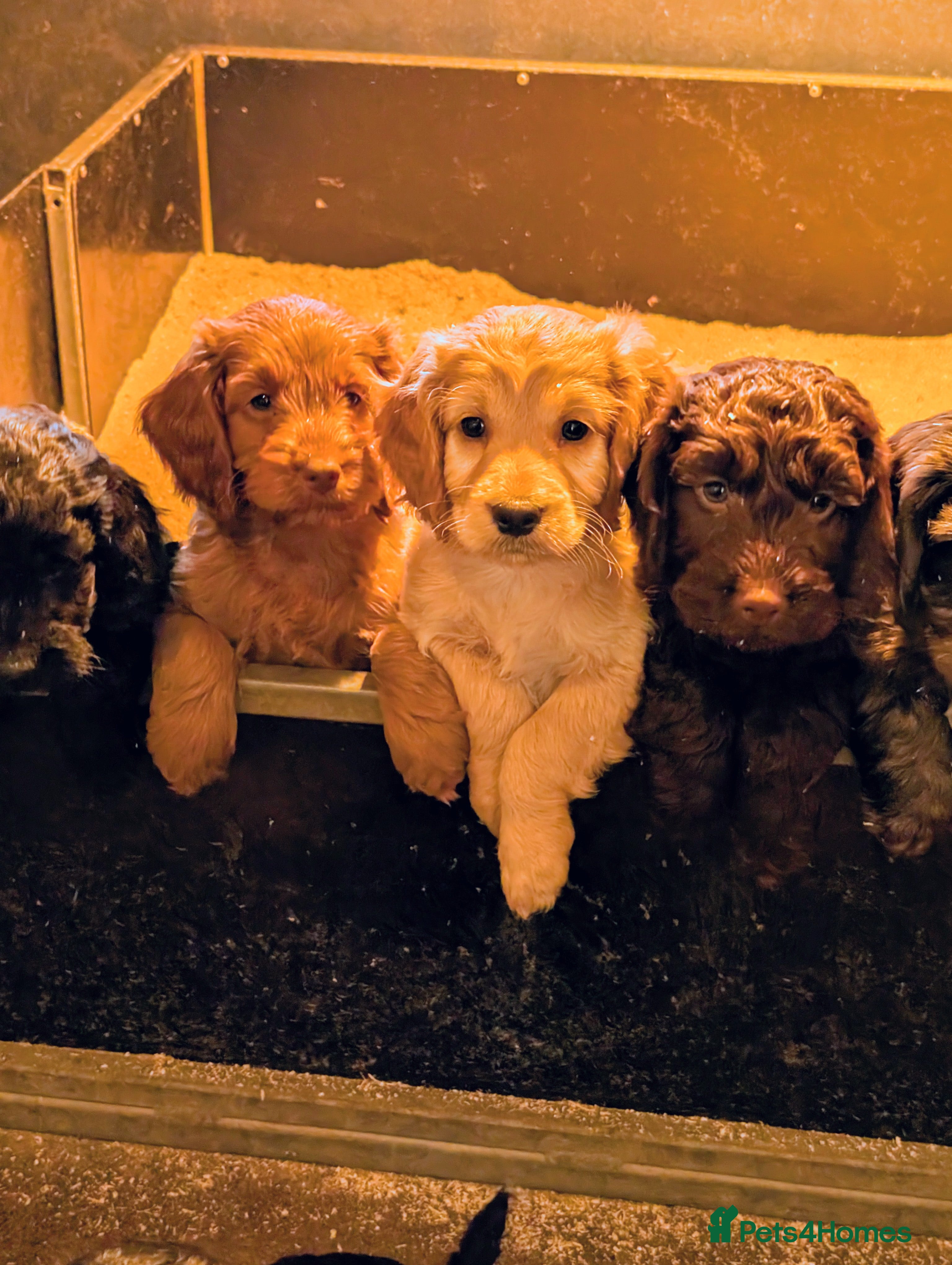 Cockapoo dogs Gorgeous Cockapoo Puppies For Sale  - Advert 3