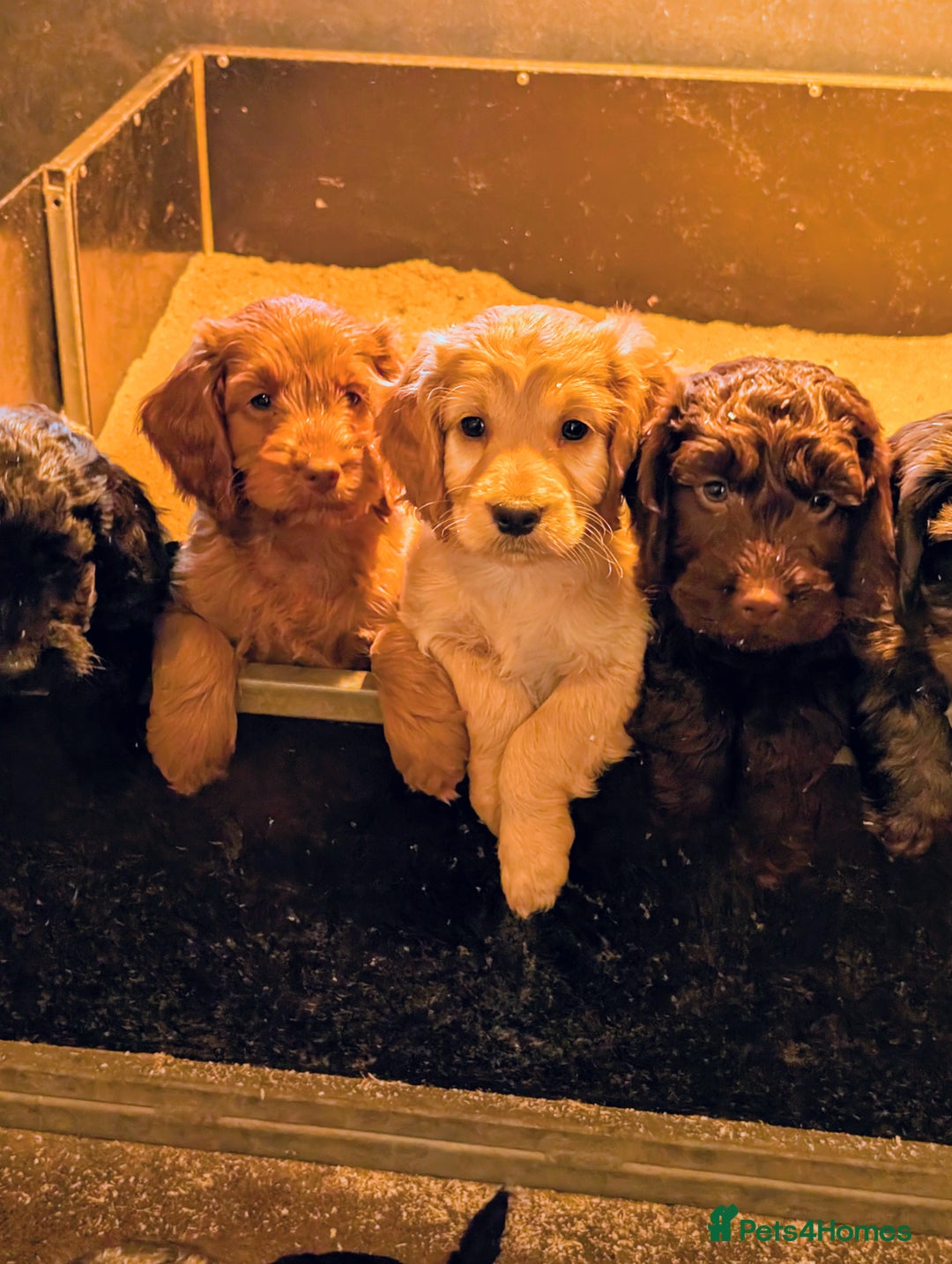 Cockapoo dogs for sale: Gorgeous Cockapoo Puppies For Sale  - Advert 1