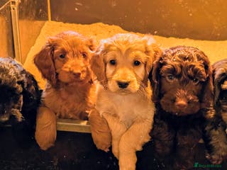 Cockapoo dogs Gorgeous Cockapoo Puppies For Sale - Advert 12