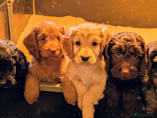 Cockapoo dogs Gorgeous Cockapoo Puppies For Sale - Advert 4