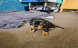 Dachshund dogs for sale: Adorable Dachshund Puppies - 1 Girl & 2 Boys - Image 5