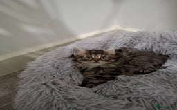 Ragdoll cats for sale: Beautiful Bengal/Ragdoll Male Kitten - Image 14