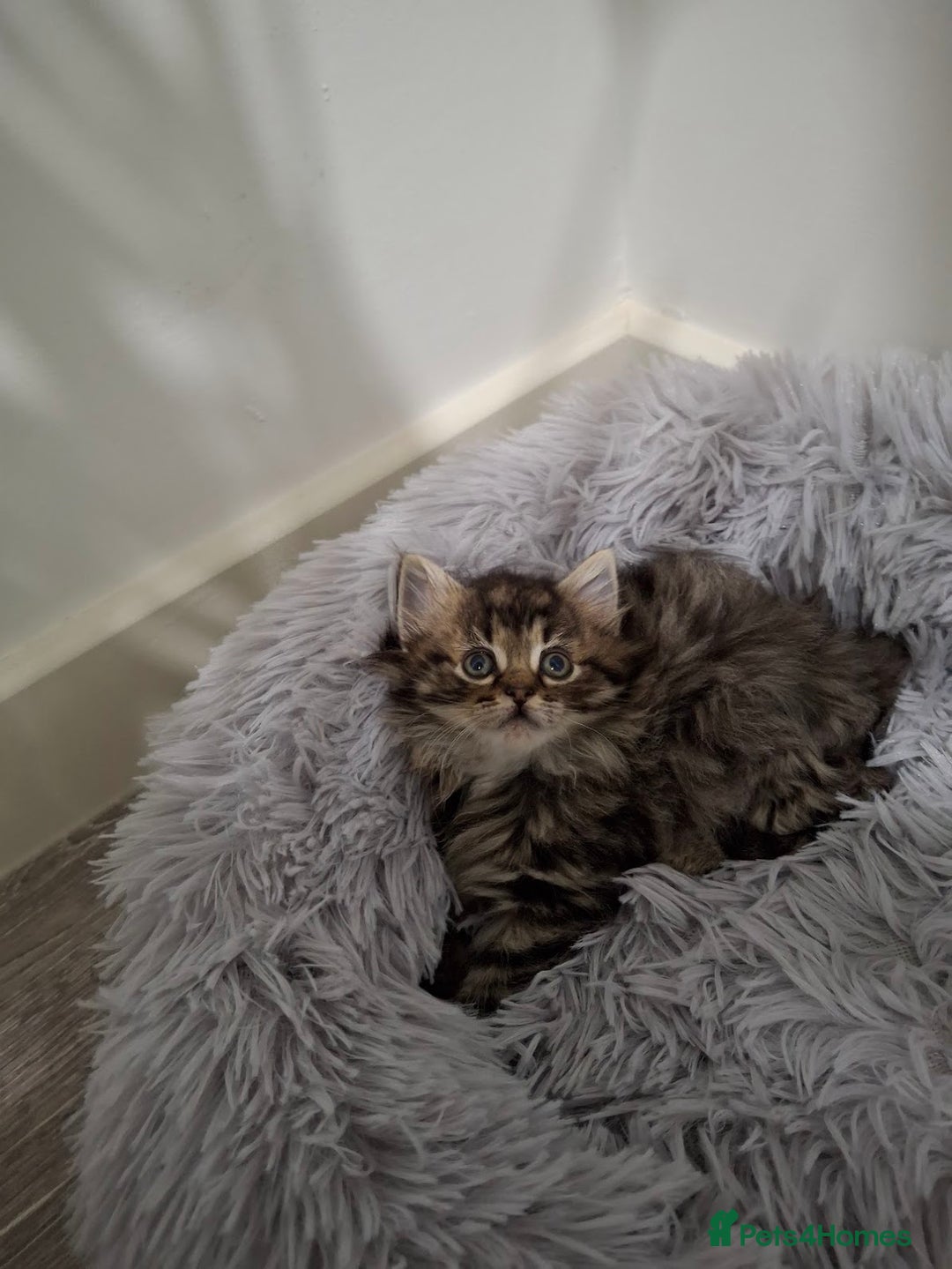 Ragdoll cats for sale: Beautiful Bengal/Ragdoll Male Kitten - Image 14