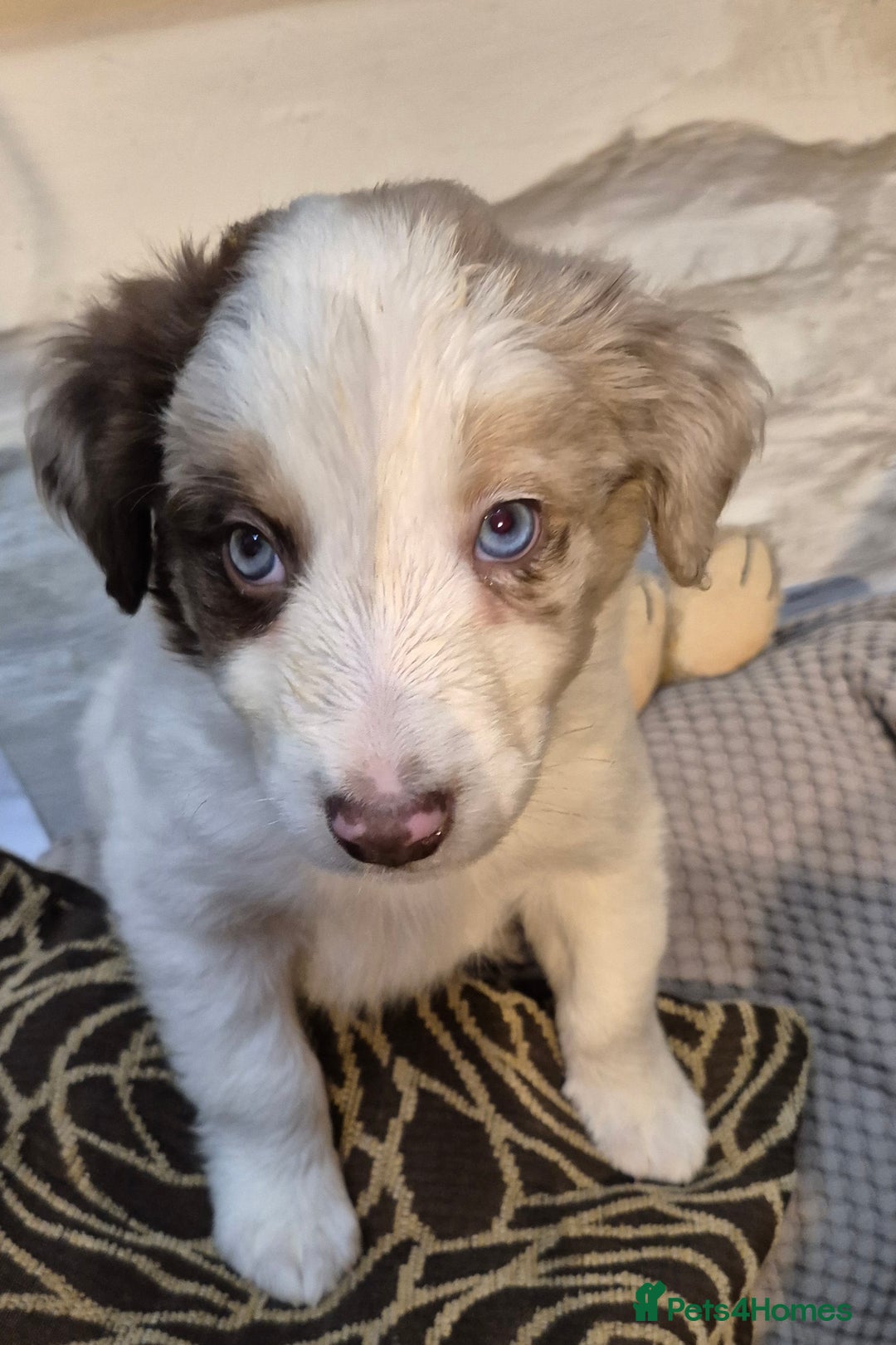 Border Collie dogs for sale: Blue Merles puppies  - Advert 11