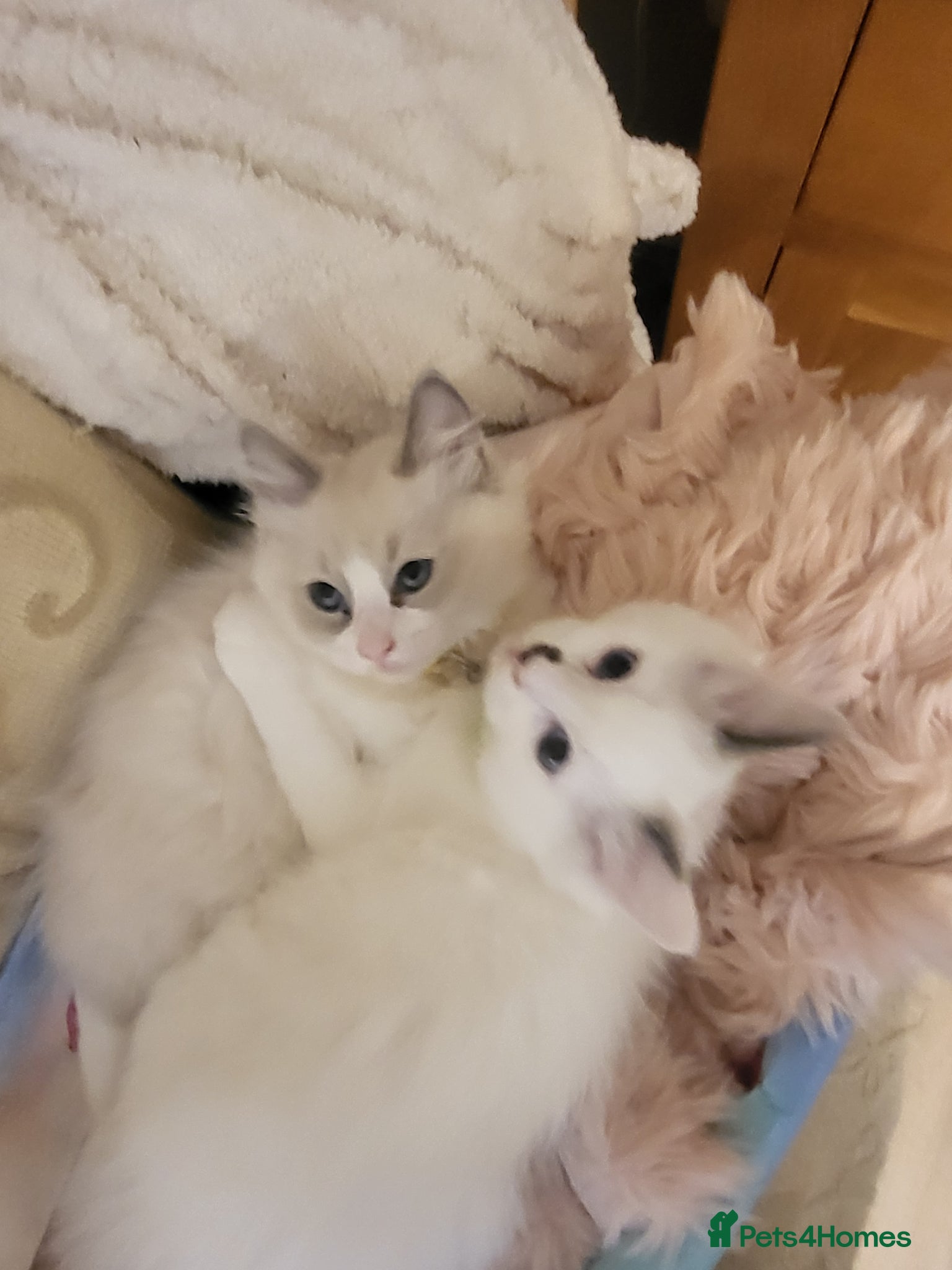 Ragdoll cats for sale: Exquisite pure ragdoll kittens  - Advert 1