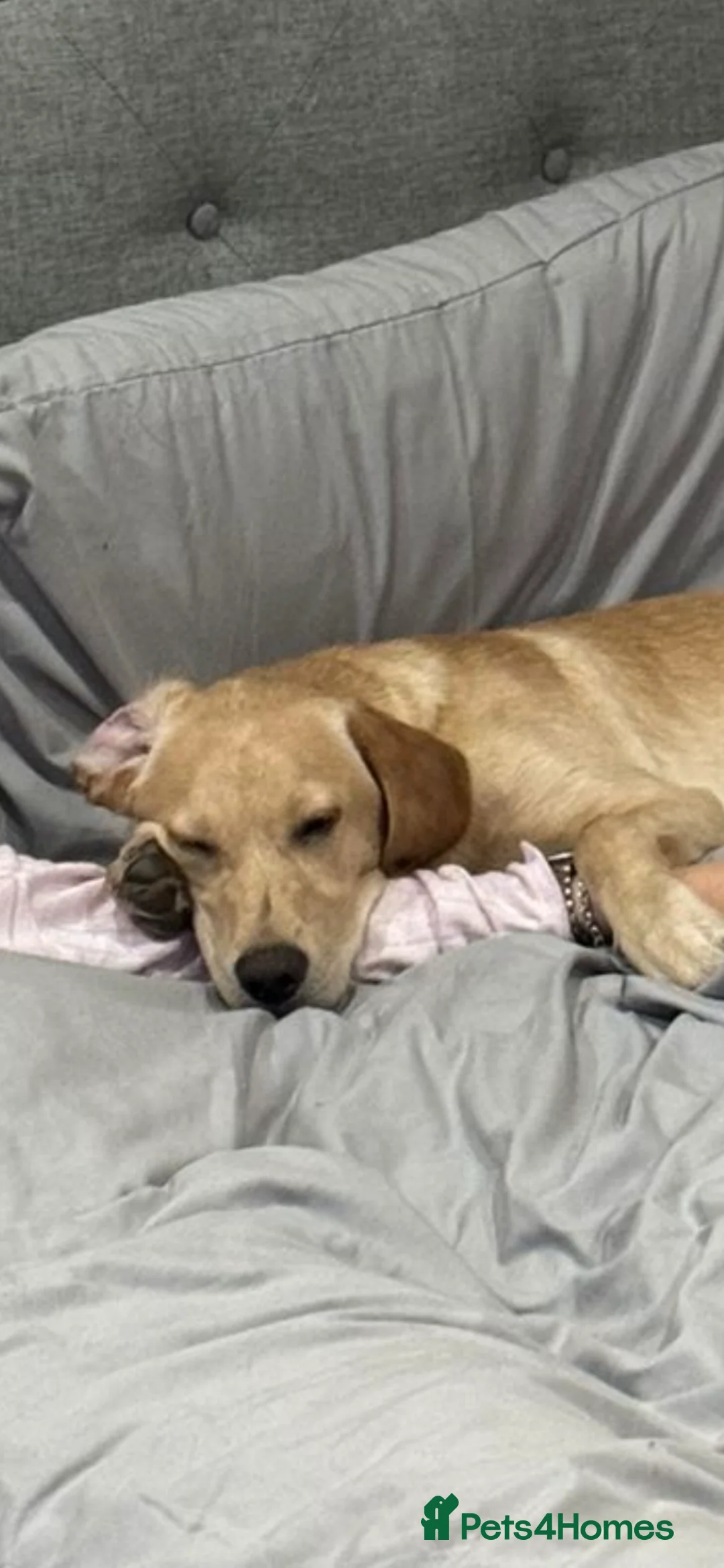 Labrador Retriever dogs for sale: Marley the golden lab  - Advert 2