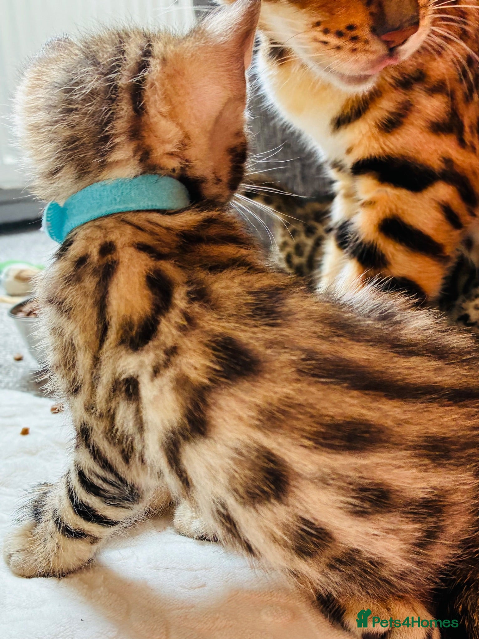 Bengal cats Amazing Bengal Kittens for sale  - Advert 2