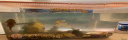 Other/Mixed Breed fish for sale: Aquarium inc contents - Advert 3