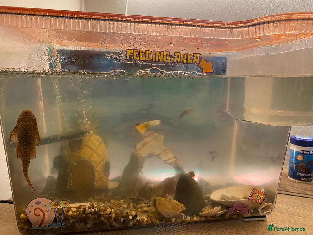 Other/Mixed Breed fish for sale: Aquarium inc contents - Advert 3