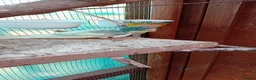 Parakeets birds for sale:   Kakarkis ..parrakeeks in Leicester - Advert 6