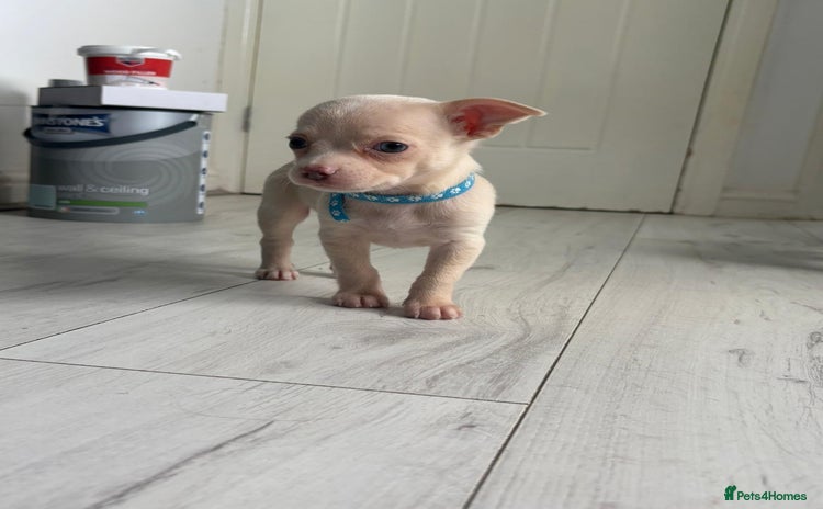 Chihuahua dogs - Advert 14
