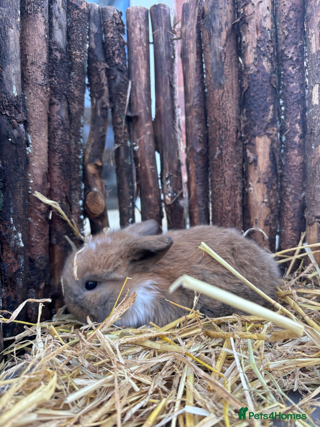 Mini Lop rabbits for sale: Mini lops  - Advert 4