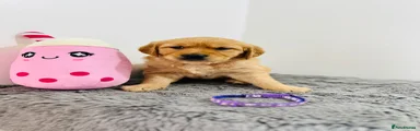 Golden Retriever Puppy 4