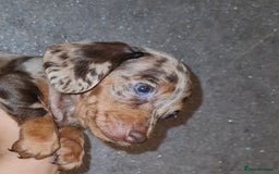 Miniature Dachshund dogs for sale: 💜Extra miniature chocholate dapple daschunds💜  - Image 1