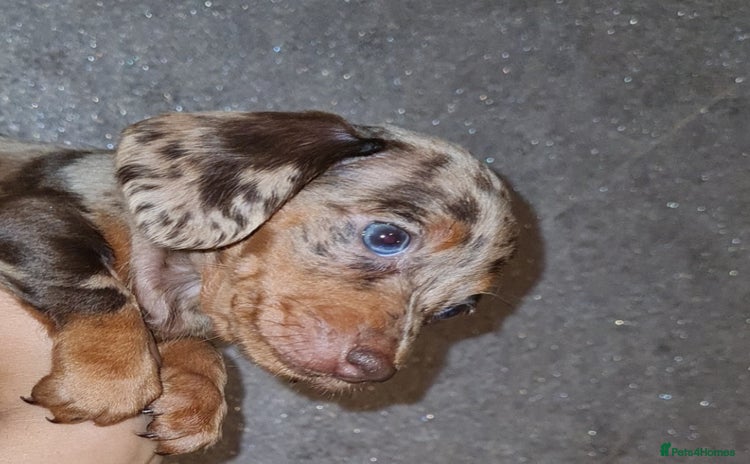 Miniature Dachshund dogs - Advert 2