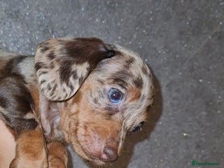 Miniature Dachshund dogs - Advert 34