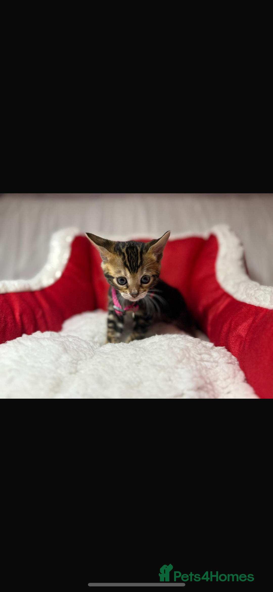 Bengal cats for sale: 🐆Bella's Bengals🐆 - Advert 8