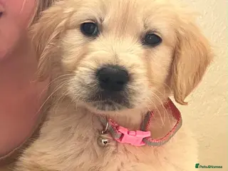 Golden Retriever dogs Golden Retriever puppies - Advert 4