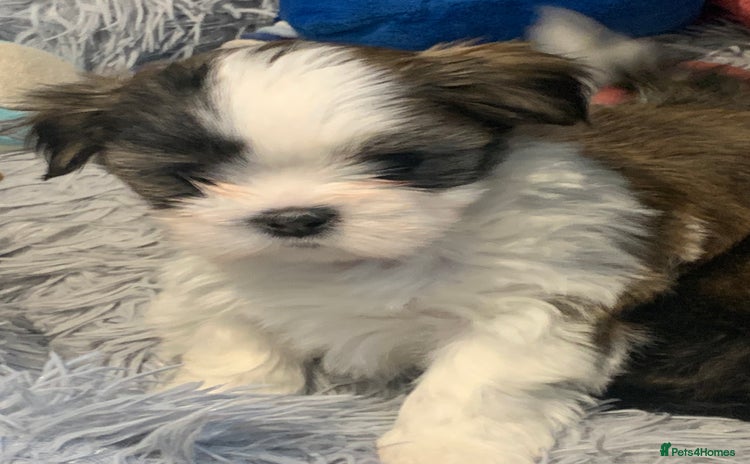 Lhasa Apso dogs - Advert 1