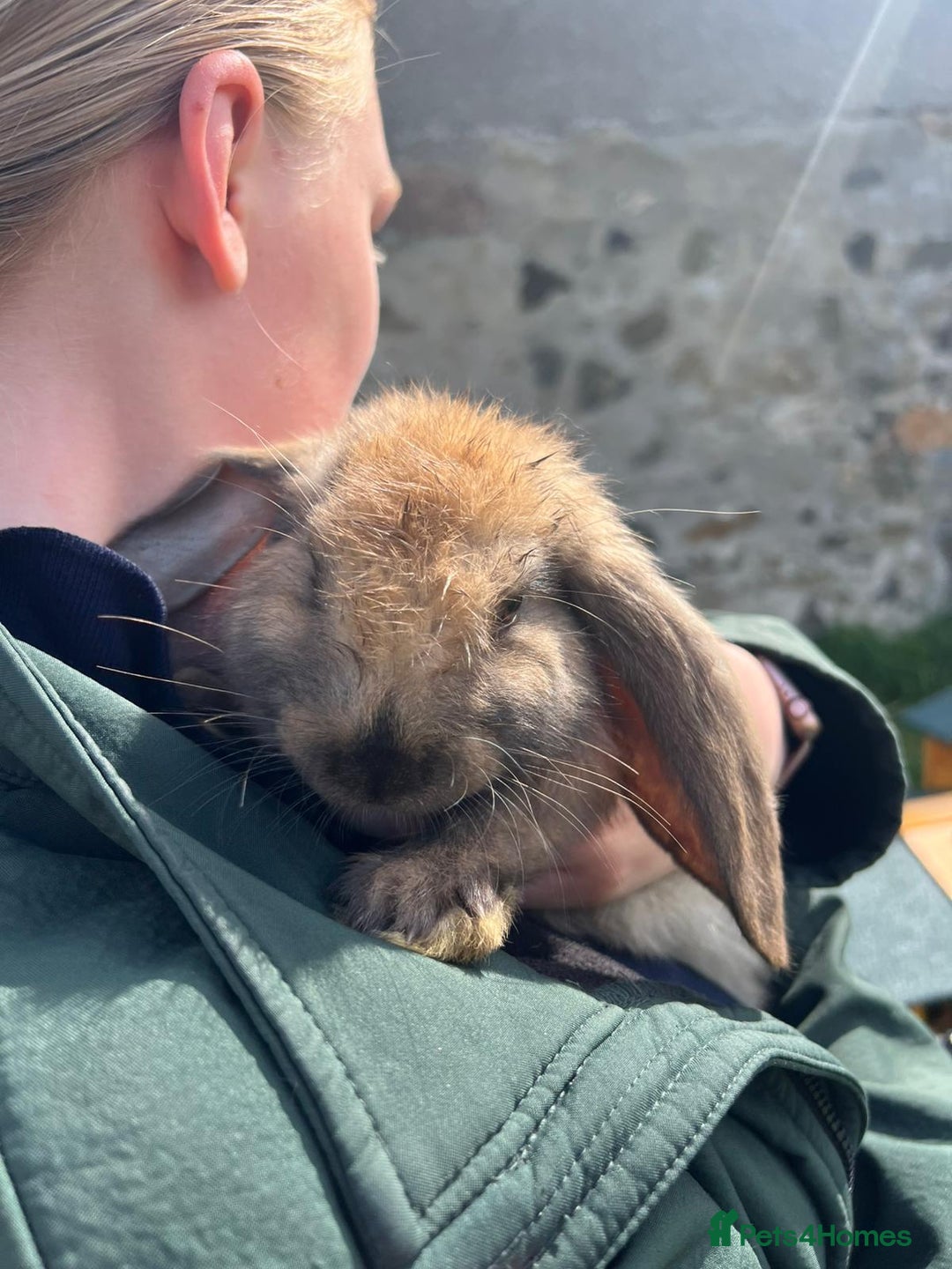 French Lop rabbits for sale: 2 Bonded French Lop Bucks - Image 5