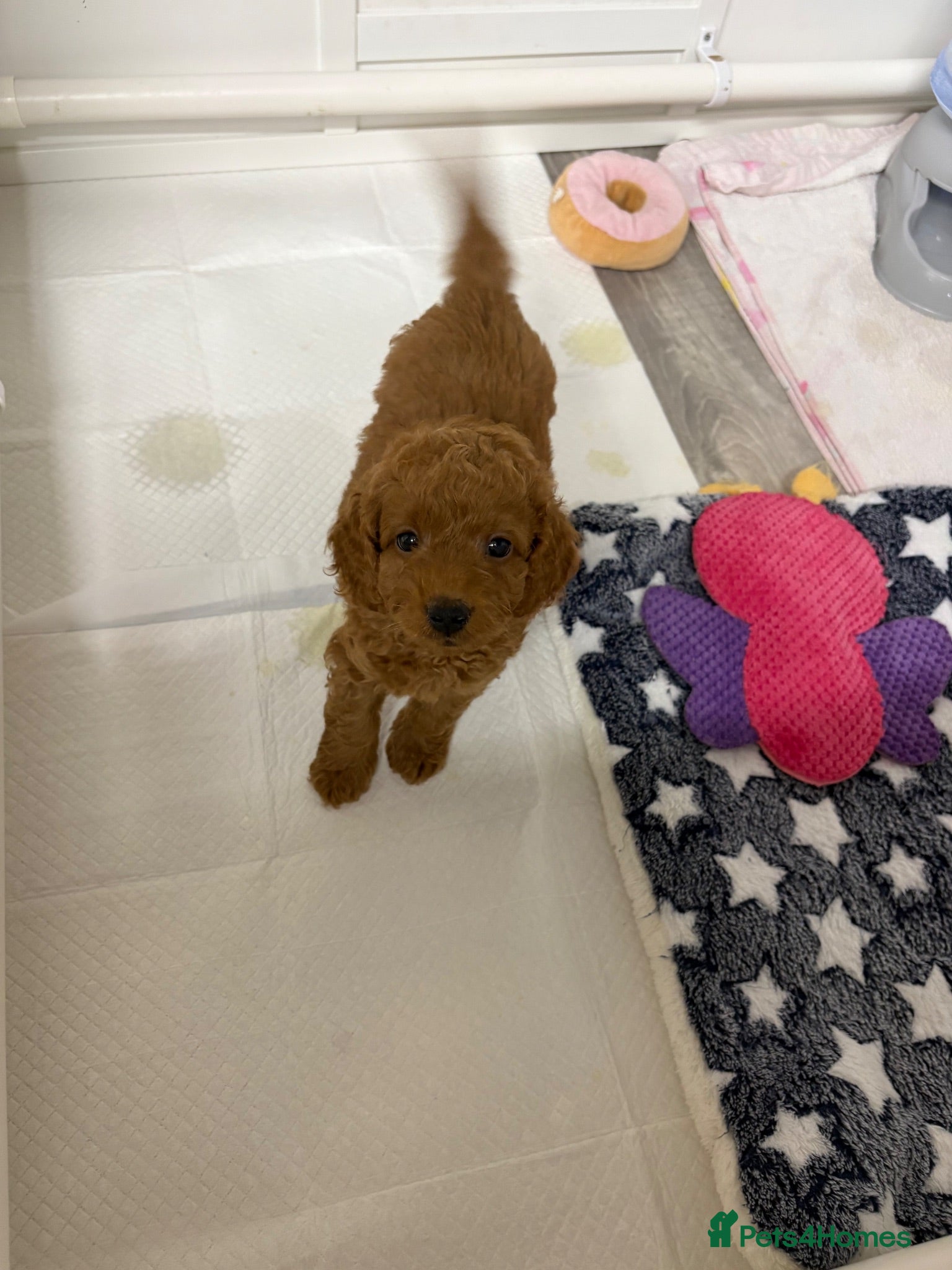 Cockapoo dogs 6 Tiny Cockapoos  - Advert 2