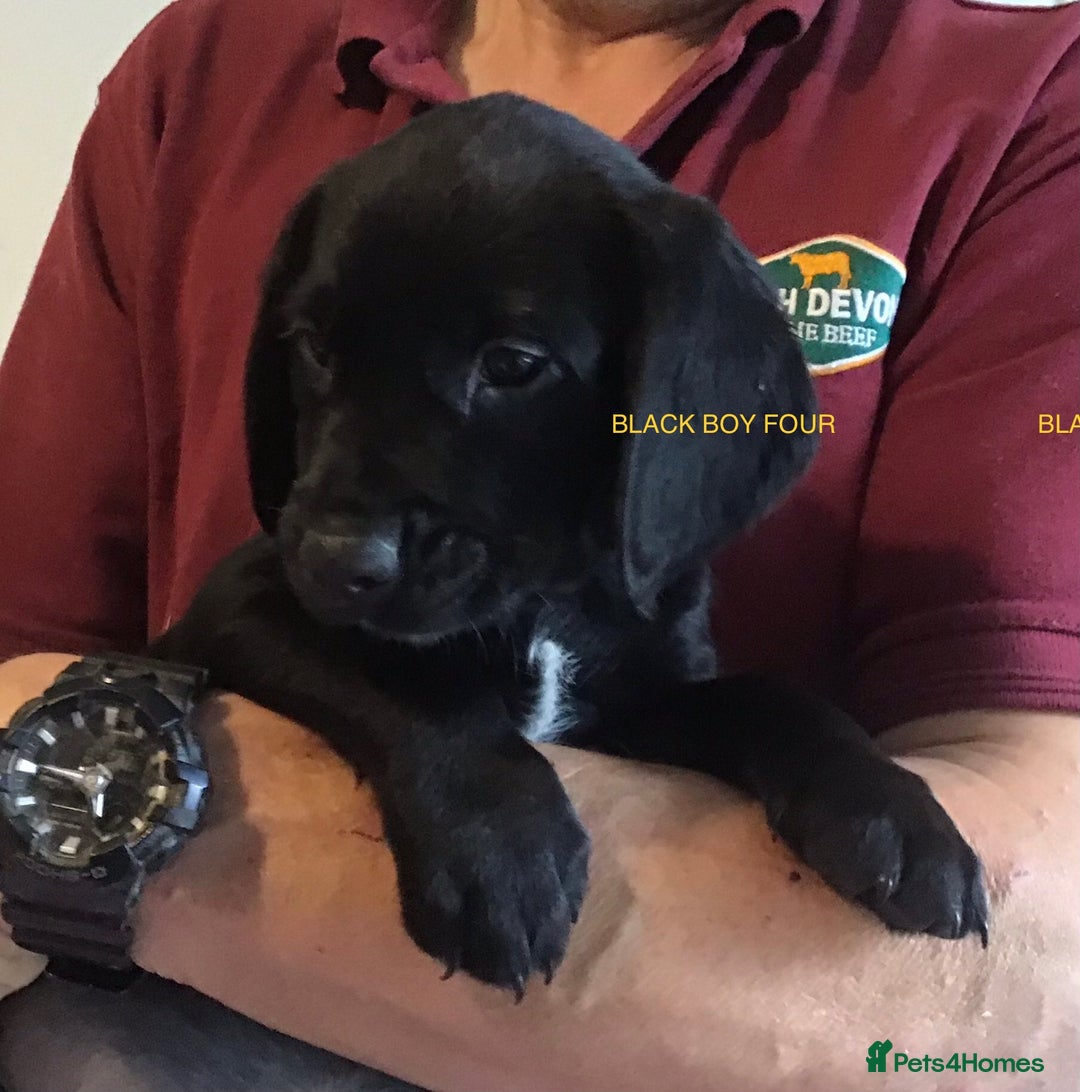 Cockerdor dogs for sale: Superb Quality Cockador Puppies, SHROPSHIRE  - Image 22
