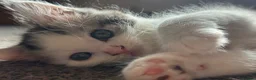 Maine Coon cats for sale: 3/4 Maine Coon Kittens in Gaerwen - Advert 8