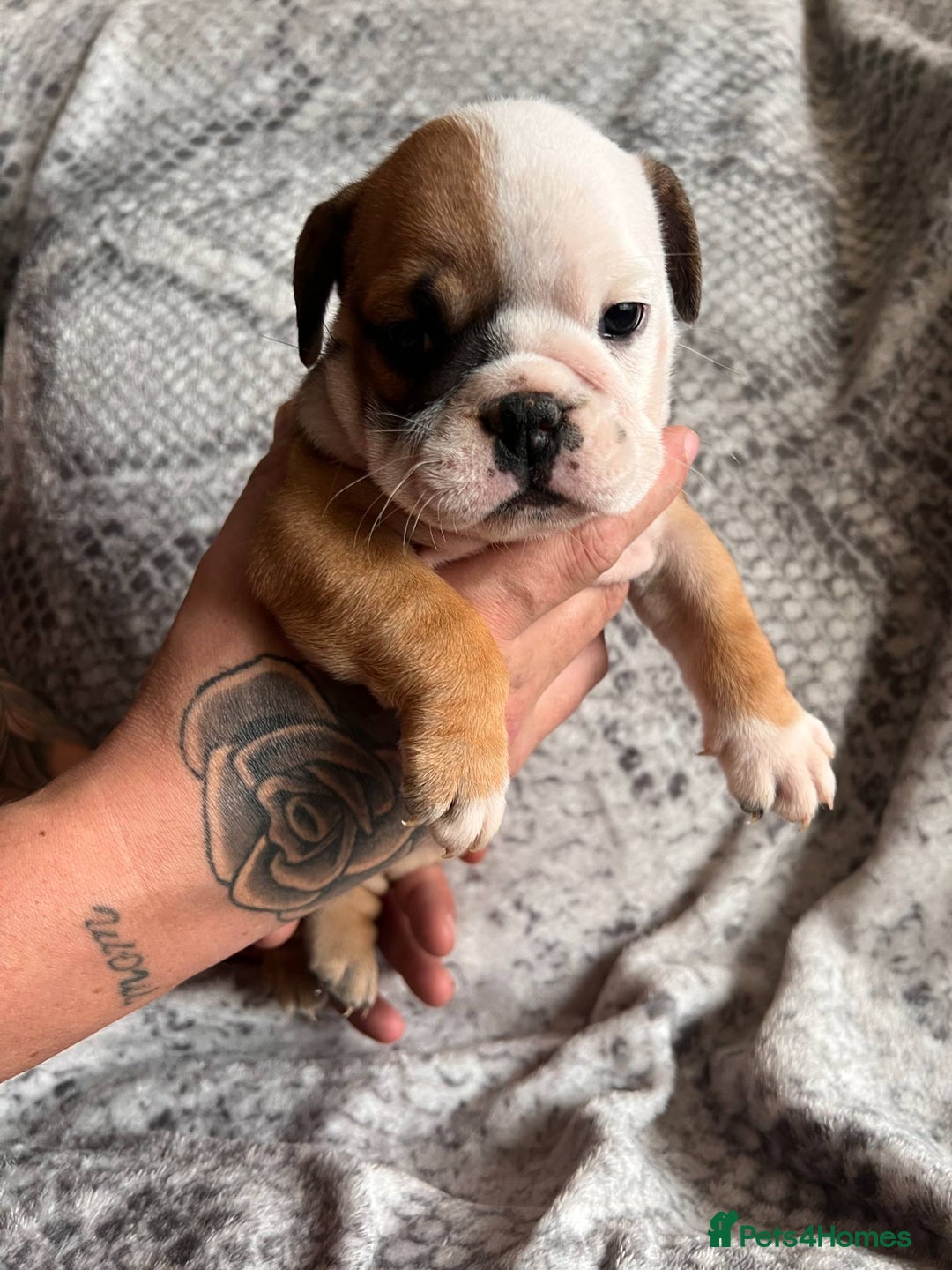 English Bulldog dogs for sale: 🔥 Traditional English bulldog puppies  🔥 - Image 7