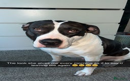 Mixed Breed dogs for sale: American bulldog X cane corso pups - Image 6