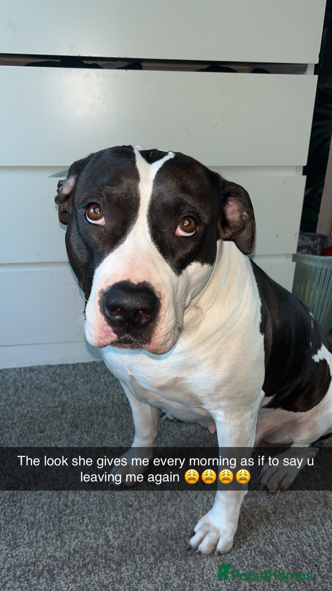 Mixed Breed dogs for sale: American bulldog X cane corso pups - Image 6
