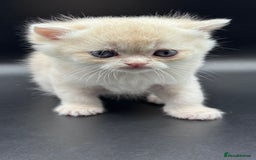 British Shorthair cats for sale: BSH GCCF GOLDEN AND BLUE KITTENS  - Image 16