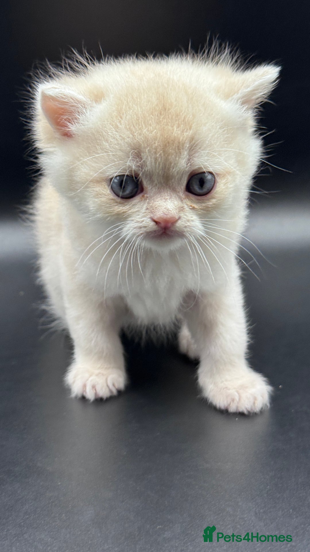 British Shorthair cats for sale: BSH GCCF GOLDEN AND BLUE KITTENS  - Image 16