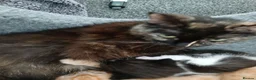 Mixed Breed cats for sale: Blended Ragdoll Kittens - Advert 13