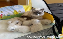 Ragdoll cats for sale: Gorgeous Fluffy Ragdoll Kittens  - Advert 4