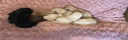 Labrador Retriever dogs for sale: KC Labrador pups, champagne, yellow & black  - Advert 3