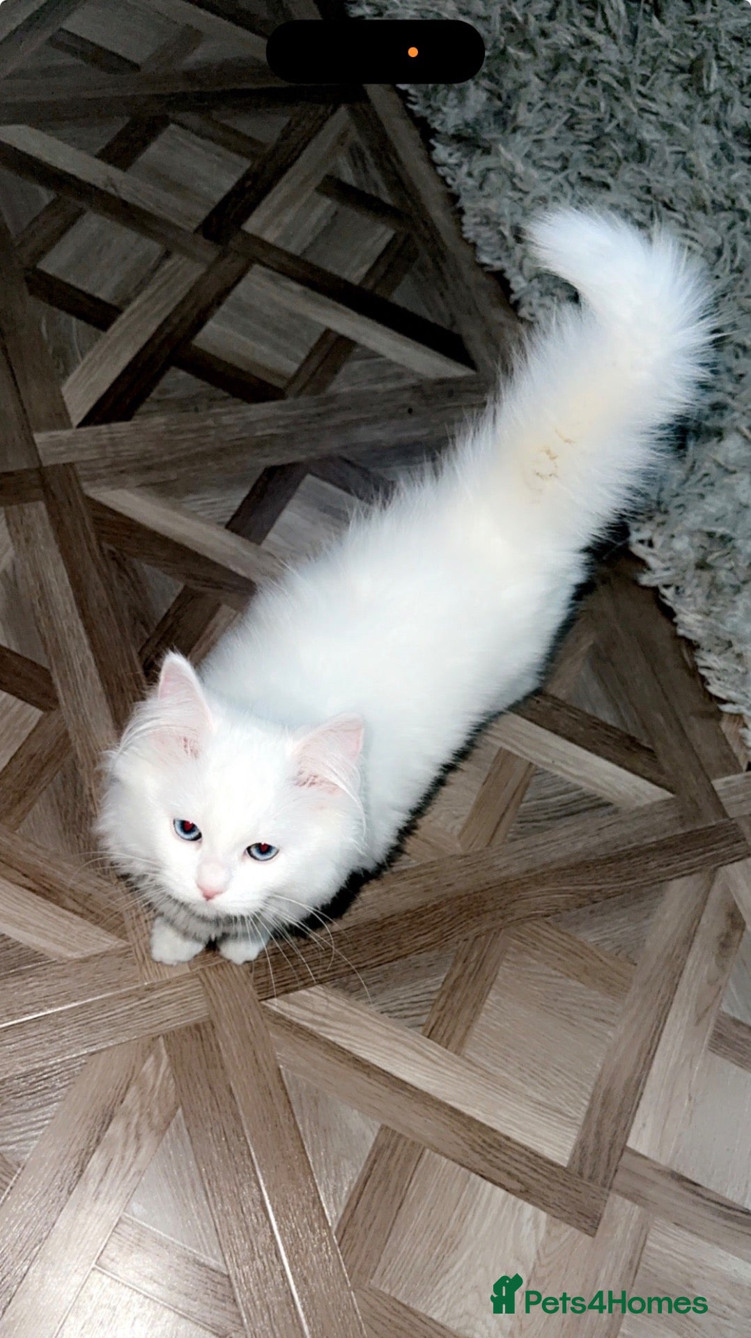 Ragdoll cats Beautiful ragdoll kitten - Advert 2