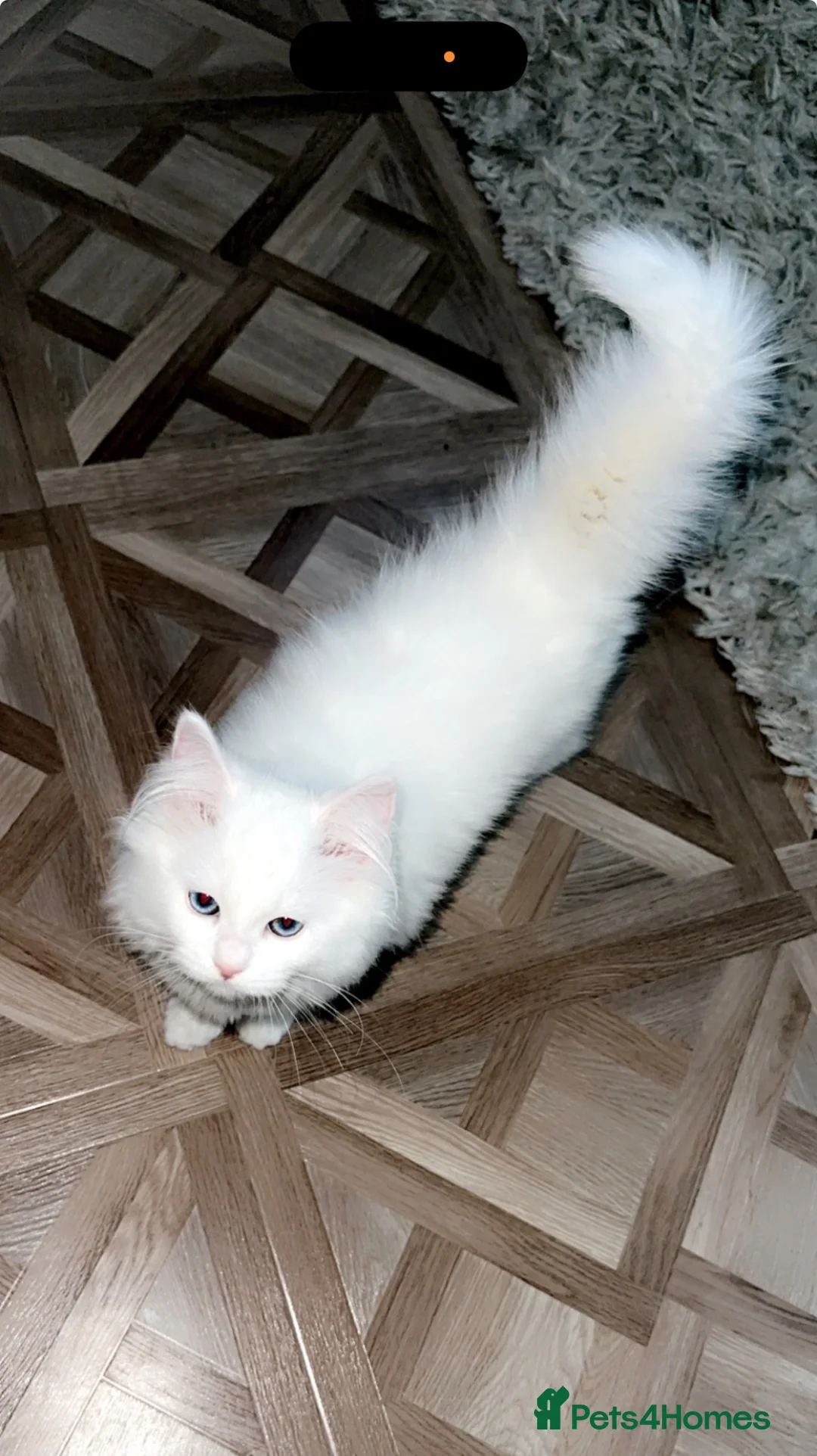 Ragdoll cats for sale: Beautiful ragdoll kitten - Advert 1