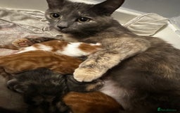 Domestic Shorthair cats for sale: Domestic shorthair kittens - Image 7