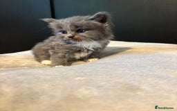 Mixed Breed cats for sale: Beautiful grey and white kittens.  - Image 3