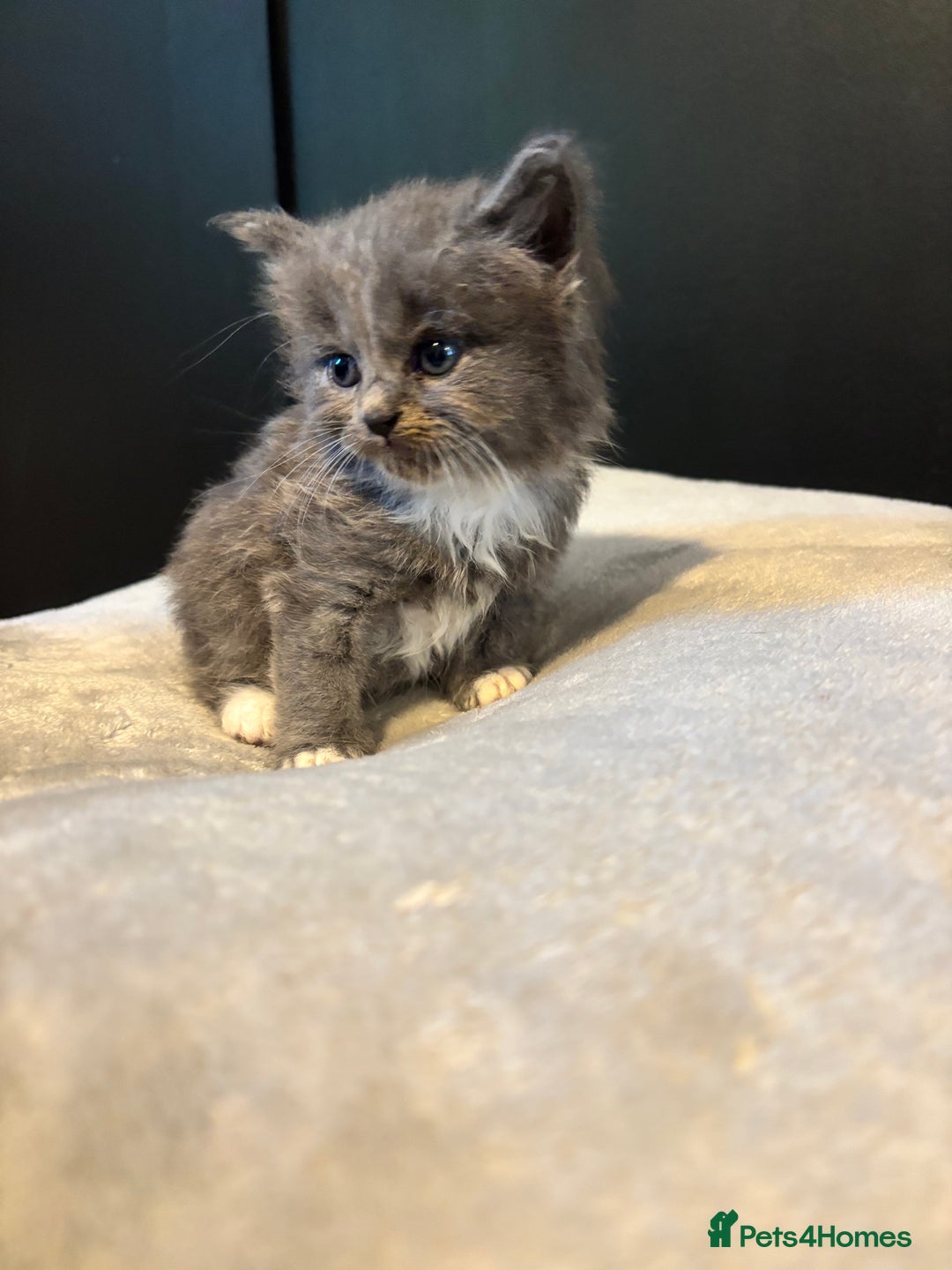 Mixed Breed cats for sale: Beautiful grey and white kittens.  - Image 3