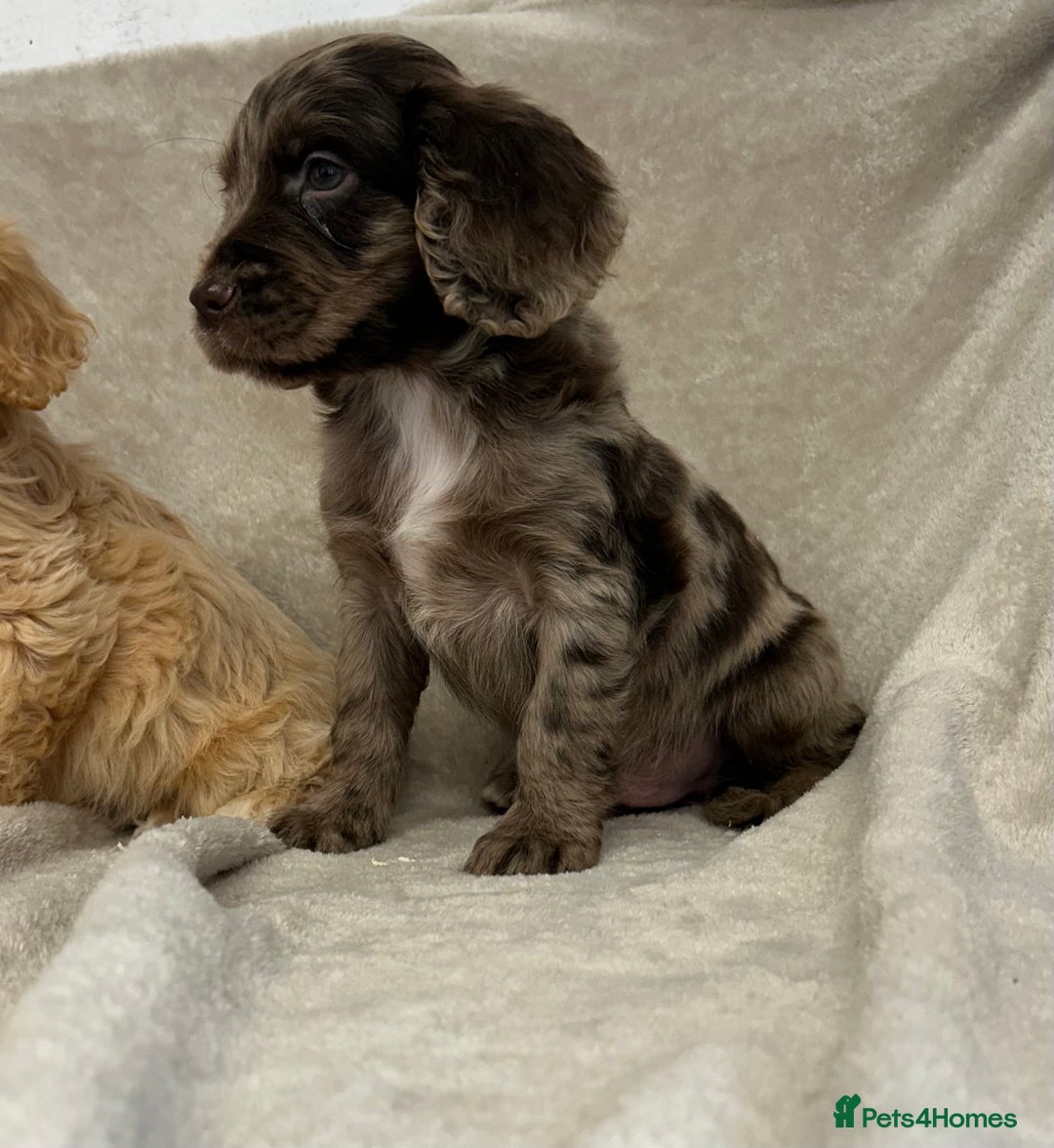 Cockapoo dogs for sale: Stunning cockapoo puppies  - Advert 5