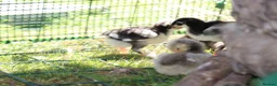 Chickens poultry for sale: Jersey Giants Chickens - Advert 5
