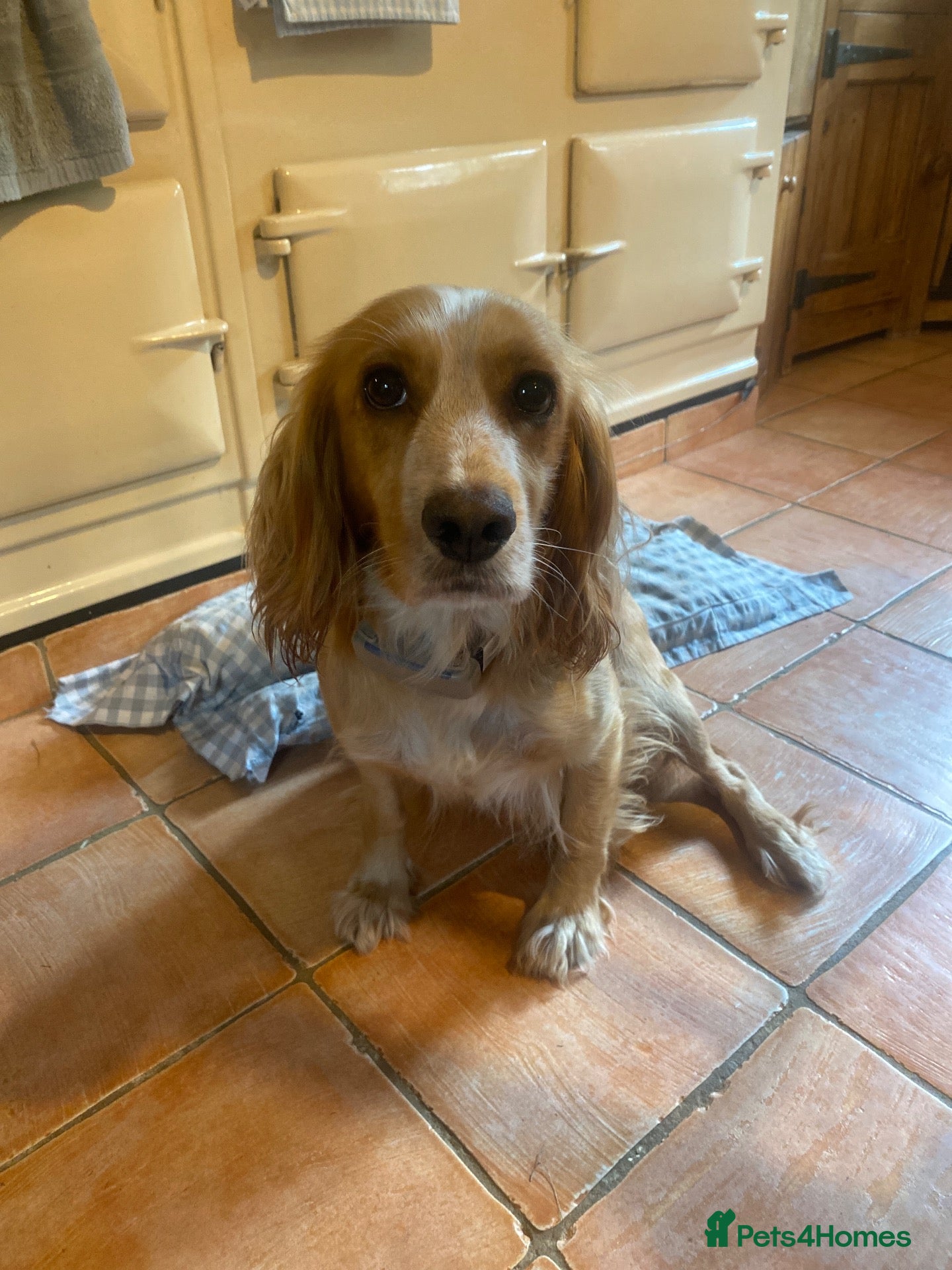 Cocker Spaniel dogs Two handsome chocolate brown and golden males  - Advert 1