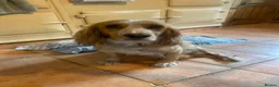 Cocker Spaniel dogs for sale: Two handsome chocolate brown and golden males  - Advert 1