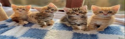 Mixed Breed cats for sale: Gorgeous Ginger And Tortoiseshell Female Kittens - Advert 1